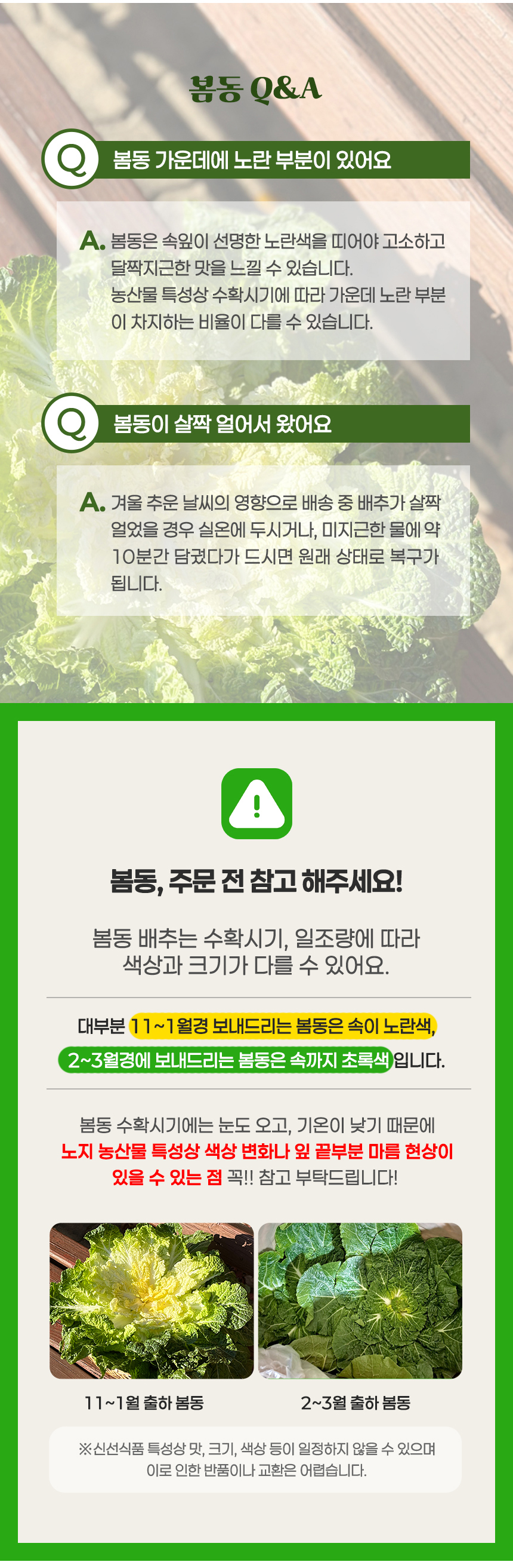 진도 봄동 1kg (3-6입)/2kg/3kg