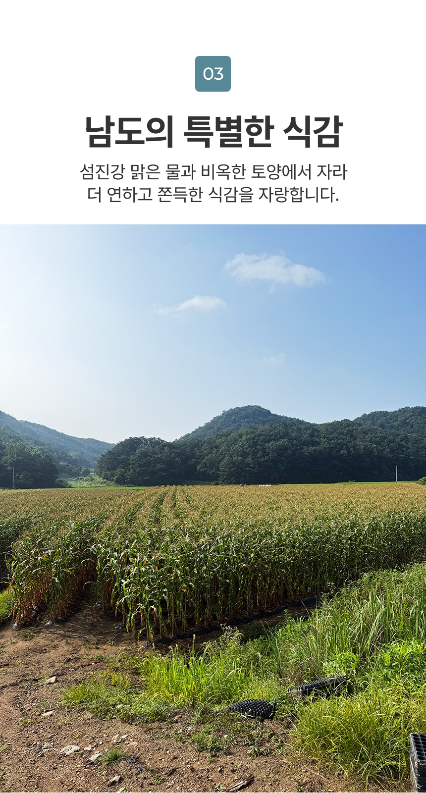  냉동 흑찰옥수수 2팩 (6송이),3팩 (9송이),4팩 (12송이) ,5팩 (15송이),6팩 (18송이),7팩 (21송이) 