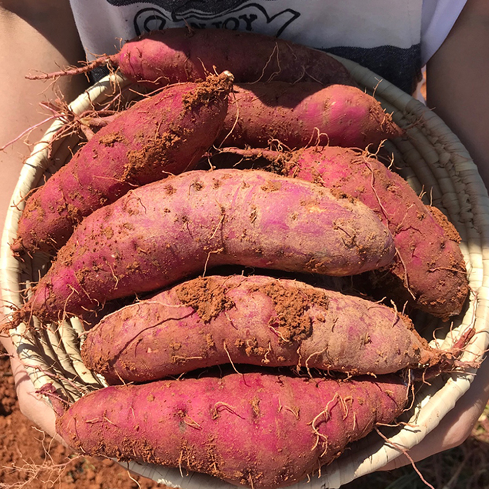 해남 세척 고구마 3kg (중상)