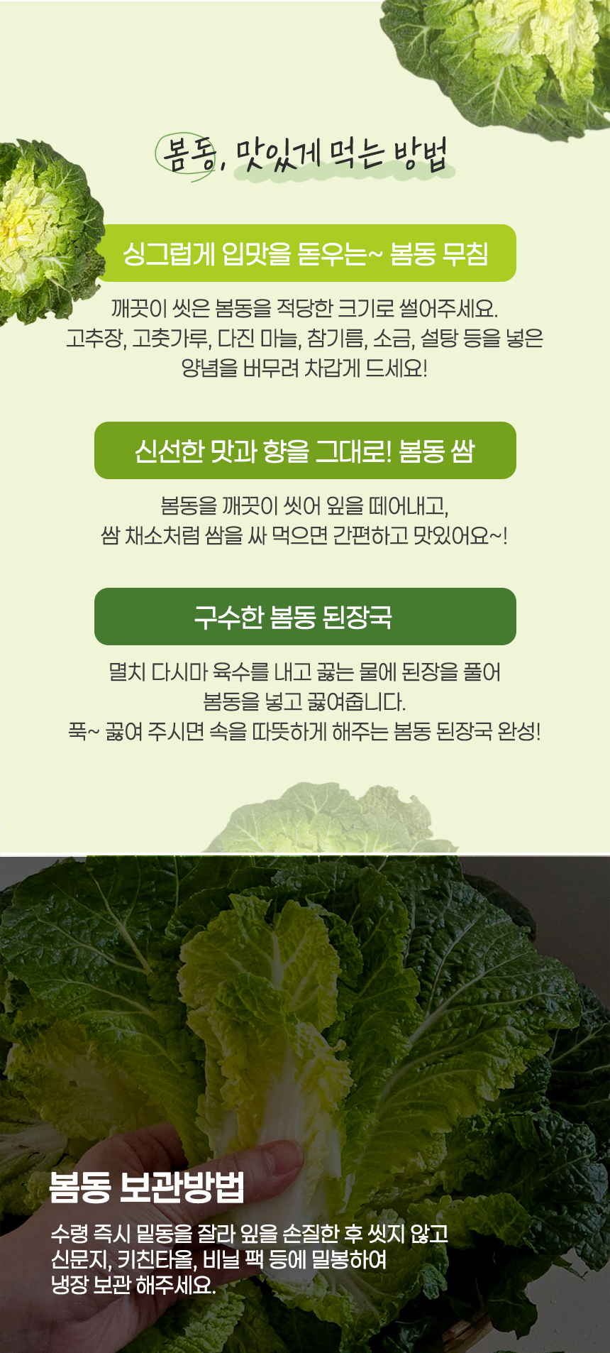 진도 봄동 1kg (3-6입)/2kg/3kg
