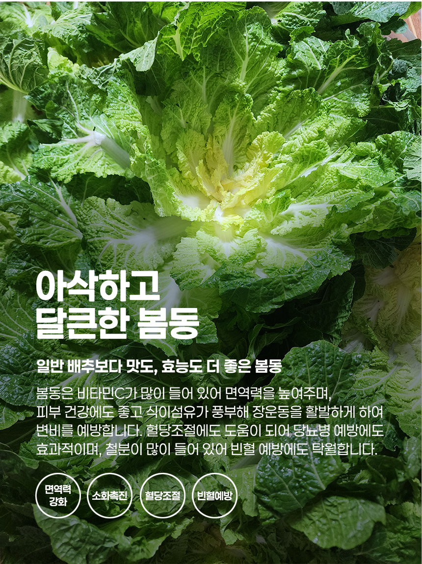 진도 봄동 1kg (3-6입)/2kg/3kg