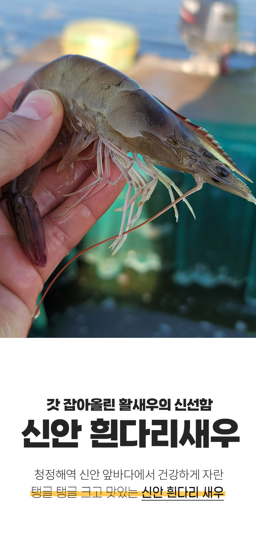 ★단독★국산 제철 활 흰다리새우 1kg 32-34미 내외 대하