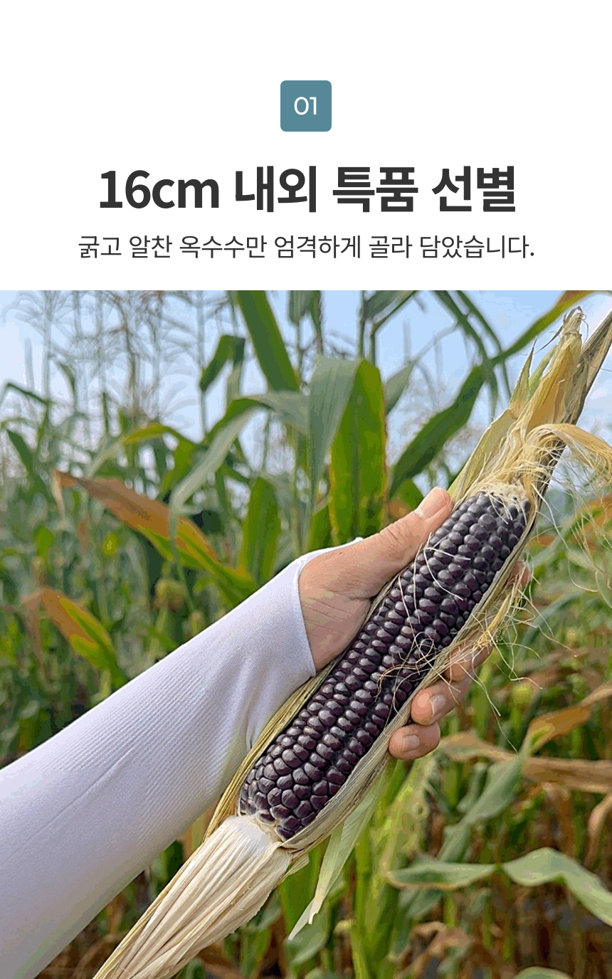  냉동 흑찰옥수수 2팩 (6송이),3팩 (9송이),4팩 (12송이) ,5팩 (15송이),6팩 (18송이),7팩 (21송이) 