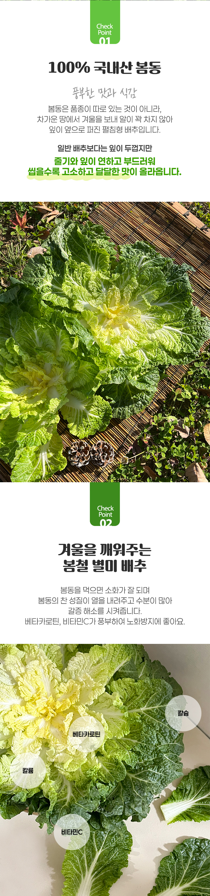 진도 봄동 1kg (3-6입)/2kg/3kg