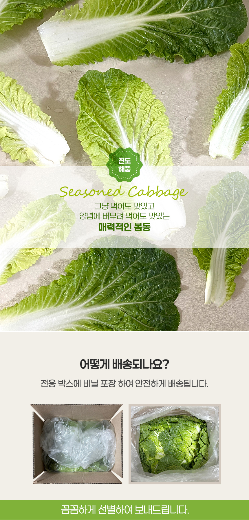 진도 봄동 1kg (3-6입)/2kg/3kg