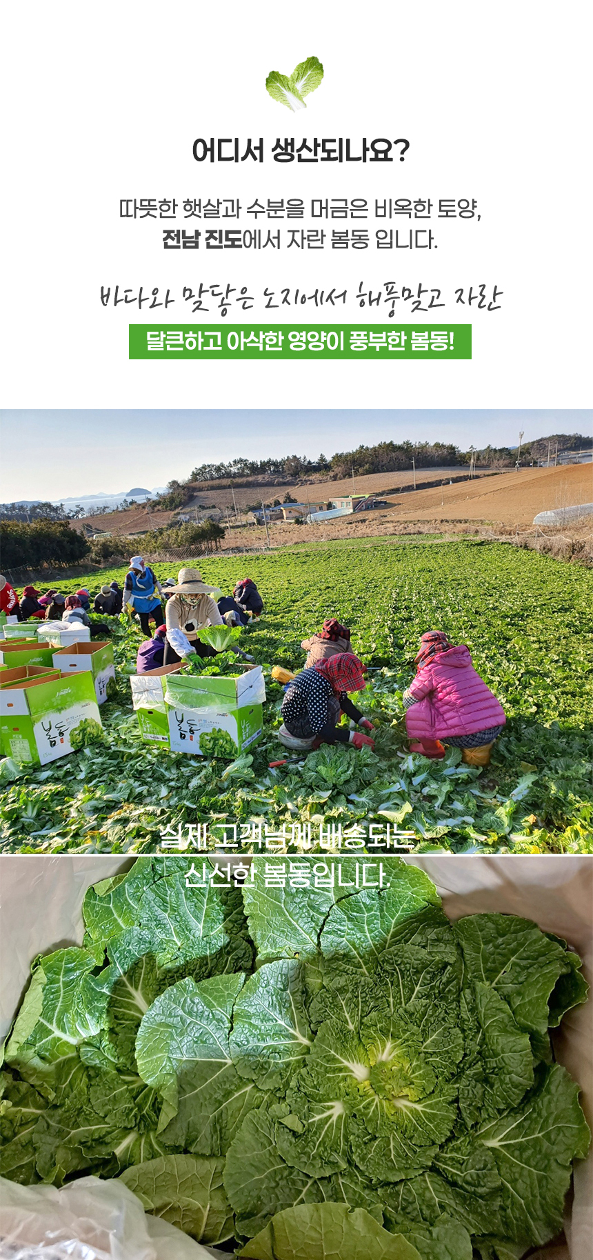 진도 봄동 1kg (3-6입)/2kg/3kg