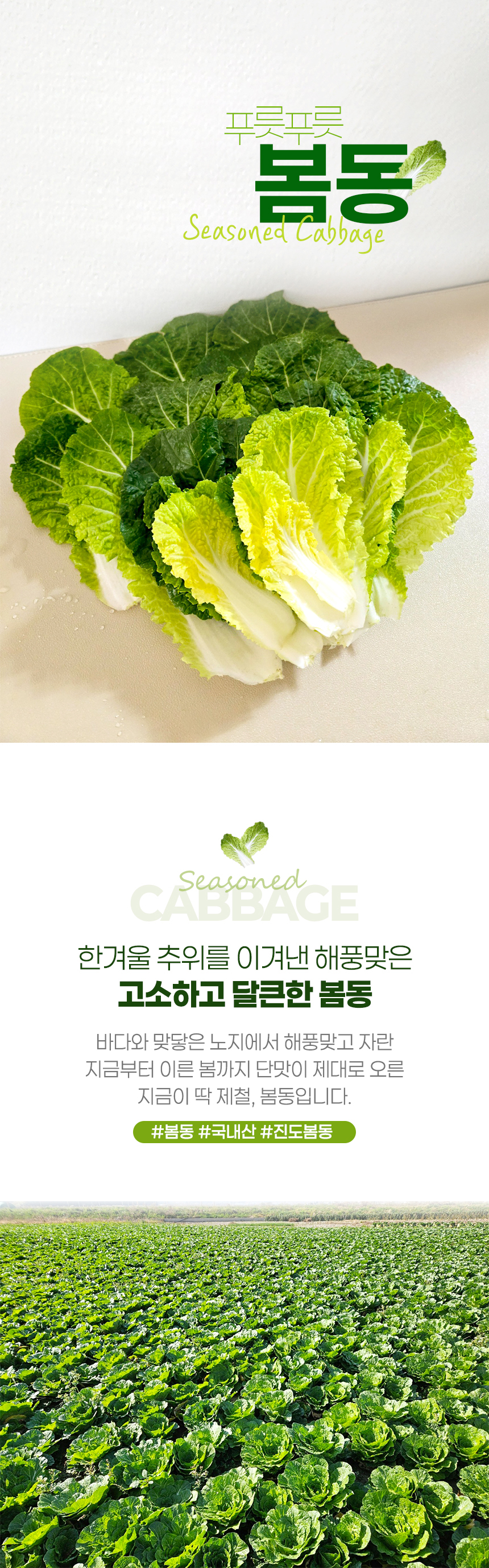 진도 봄동 1kg (3-6입)/2kg/3kg