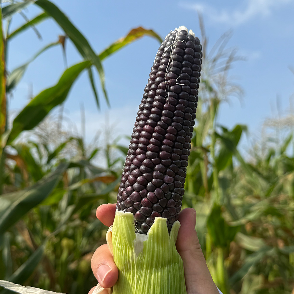 [국내산] 냉동 흑찰옥수수 2팩(6송이),3팩(9송이),4팩(12송이) ,5팩(15송이),6팩(18송이),7팩(21송이)